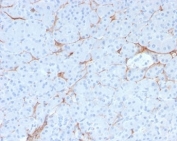 IHC testing of FFPE human pancreas tissue with recombinant p75NTR antibody. Required HIER: boil tissue sections in pH9 EDTA buffer, for 10-20 min followed by cooling at RT for 20 min.