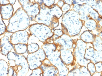 IHC testing of FFPE human placental tissue with recombinant Insulin Receptor alpha antibody (clone INSR/2277R). Required HIER: boil tissue sections in pH6, 10mM citrate buffer, for 10-20 min followed by cooling at RT for 20 min.~