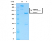 SDS-PAGE analysis of purified, BSA-free recombinant GFAP antibody (clone ASTRO/1974R) as confirmation of integrity and purity.