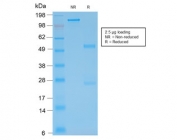 SDS-PAGE analysis of purified, BSA-free recombinant Glial Fibrillary Acidic Protein antibody (clone rASTRO/789) as confirmation of integrity and purity.