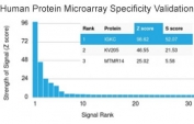 Analysis of HuProt(TM) microarray containing more than 19,000 full-length human proteins using recombinant anti-Kappa antibody (clone IGKC/1999R). These results demonstrate the foremost specificity of the IGKC/1999R mAb.  Z- and S- score: The Z-score represents the strength of a signal that an antibody (in combination with a fluorescently-tagged anti-IgG secondary Ab) produces when binding to a particular protein on the HuProt(TM) array. Z-scores are described in units of standard deviations (SD's) above the mean value of all signals generated on that array. If the targets on the HuProt(TM) are arranged in descending order of the Z-score, the S-score is the difference (also in units of SD's) between the Z-scores. The S-score therefore represents the relative target specificity of an Ab to its intended target.