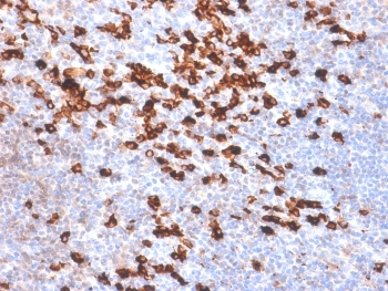 IHC testing of FFPE human tonsil tissue with recombinant anti-Kappa antibody (clone IGKC/1999R). Required HIER: boil tissue sections in pH 9 10mM Tris with 1mM EDTA for 10-20 min followed by cooling at RT for 20 min.~