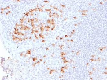 IHC testing of FFPE human tonsil tissue with recombinant Kappa antibody (clone KLC2289R). Required HIER: boil tissue sections in pH 9 10mM Tris with 1mM EDTA for 10-20 min followed by cooling at RT for 20 min.~