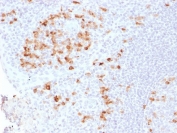 IHC testing of FFPE human tonsil tissue with recombinant Kappa antibody (clone KLC2289R). Required HIER: boil tissue sections in pH 9 10mM Tris with 1mM EDTA for 10-20 min followed by cooling at RT for 20 min.