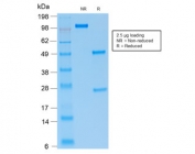 SDS-PAGE analysis of purified, BSA-free recombinant PAX5 antibody (clone rPAX5/2060) as confirmation of integrity and purity.