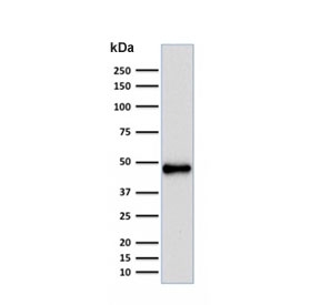 Western blot testing of human Raji cell lysate with recombinant PAX5 antibody (clone rPAX5/2060). Expected molecular weight ~42 kDa.~