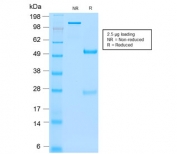 SDS-PAGE analysis of purified, BSA-free recombinant CD66 antibody (clone C66/2055R) as confirmation of integrity and purity.