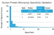 Analysis of HuProt(TM) microarray containing more than 19,000 full-length human proteins using recombinant beta Catenin antibody (clone rCTNNB1/2173). These results demonstrate the foremost specificity of the rCTNNB1/2173 mAb. Z- and S- score: The Z-score represents the strength of a signal that an antibody (in combination with a fluorescently-tagged anti-IgG secondary Ab) produces when binding to a particular protein on the HuProt(TM) array. Z-scores are described in units of standard deviations (SD's) above the mean value of all signals generated on that array. If the targets on the HuProt(TM) are arranged in descending order of the Z-score, the S-score is the difference (also in units of SD's) between the Z-scores. The S-score therefore represents the relative target specificity of an Ab to its intended target.