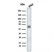 Western blot testing of human K562 cell lysate with Glycophorin A antibody (clone rGYPA/280). Expected molecular weight: routinely observed at ~16/38 kDa.