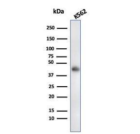 Western blot testing of human K562 cell lysate with Glycophorin A