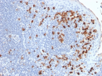 IHC testing of FFPE human tonsil tissue with recombinant Kappa antibody (clone rKLC264). Required HIER: boil tissue sections in pH 9 10mM Tris with 1mM EDTA for 10-20 min followed by cooling at RT for 20 min.~
