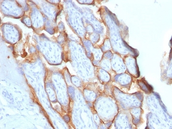 IHC testing of FFPE human placenta with HCG-beta antibody (clone HCGb/1996R). Required HIER: boil tissue sections in pH 9 10mM Tris with 1mM EDTA for 10-20 min followed by cooling at RT for 20 min.~