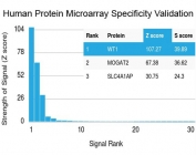 Analysis of HuProt(TM) microarray containing more than 19,000 full-length human proteins using recombinant WT1 antibody (clone rWT1/857). These results demonstrate the foremost specificity of the rWT1/857 mAb. Z- and S- score: The Z-score represents the strength of a signal that an antibody (in combination with a fluorescently-tagged anti-IgG secondary Ab) produces when binding to a particular protein on the HuProt(TM) array. Z-scores are described in units of standard deviations (SD's) above the mean value of all signals generated on that array. If the targets on the HuProt(TM) are arranged in descending order of the Z-score, the S-score is the difference (also in units of SD's) between the Z-scores. The S-score therefore represents the relative target specificity of an Ab to its intended target.