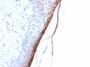 IHC testing of FFPE human skin with recombinant FLG antibody (clone FLG/1957R). Required HIER: boil tissue sections in 10mM citrate buffer, pH 6, for 10-20 min followed by cooling at RT for 20 min.