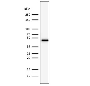 Western blot testing of human HepG2 cell lysate using recombinant CK19 antibody (clone rKRT19/800). Predicted molecular weight ~43 kDa.~