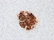 IHC testing of FFPE human pancreas with recombinant Insulin antibody (clone rIRDN/805). Required HIER: boil tissue sections in pH6, 10mM citrate buffer, for 10-20 min followed by cooling at RT for 20 min.