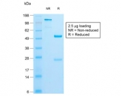 SDS-PAGE analysis of purified, BSA-free recombinant INS antibody (clone IRDN/1980R) as confirmation of integrity and purity.