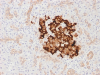IHC testing of FFPE human pancreas with recombinant INS antibody (clone IRDN/1980R). Required HIER: boil tissue sections in pH6, 10mM citrate buffer, for 10-20 min followed by cooling at RT for 20 min.~