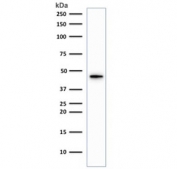 Western blot testing of human HepG2 antibody with recombinant KRT19 antibody (clone KRT19/1959R). Predicted molecular weight ~43 kDa.
