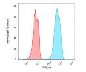 FACS testing of PFA-fixed human MCF-7 cells with recombinant FOXA1 antibody (clone FOXA1/2230R); Red=isotype control, Blue= FOXA1 antibody.