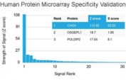 Analysis of HuProt(TM) microarray containing more than 19,000 full-length human proteins using recombinant Chromogranin A antibody (clone rCHGA/413). These results demonstrate the foremost specificity of the rCHGA/413 mAb.  Z- and S- score: The Z-score represents the strength of a signal that an antibody (in combination with a fluorescently-tagged anti-IgG secondary Ab) produces when binding to a particular protein on the HuProt(TM) array. Z-scores are described in units of standard deviations (SD's) above the mean value of all signals generated on that array. If the targets on the HuProt(TM) are arranged in descending order of the Z-score, the S-score is the difference (also in units of SD's) between the Z-scores. The S-score therefore represents the relative target specificity of an Ab to its intended target.