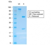 SDS-PAGE analysis of purified, BSA-free recombinant Chromogranin A antibody (clone rCHGA/413) as confirmation of integrity and purity.