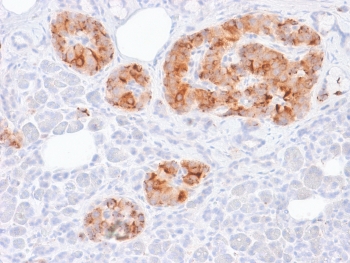 IHC testing of human pancreas tissue with recombinant Chromogranin A antibody (rCHGA/413). Required HIER: boil tissue sections in 10mM citrate buffer, pH 6, for 10-20 min followed by cooling at RT for 20 min.~