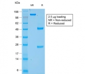 SDS-PAGE analysis of purified, BSA-free recombinant CHGA antibody (clone rCHGA/777) as confirmation of integrity and purity.