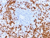 IHC testing of FFPE human spleen with recombinant MMP9 antibody (clone MMP9/2025R). Required HIER: boil tissue sections in pH 9 10mM Tris with 1mM EDTA for 10-20 min followed by cooling at RT for 20 min.