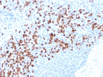 IHC testing of FFPE human spleen with recombinant MMP9 antibody (clone rMMP9/1769). Required HIER: boil tissue sections in pH6, 10mM citrate buffer, for 10-20 min followed by cooling at RT for 20 min.~