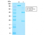 SDS-PAGE analysis of purified, BSA-free recombinant Thyroglobulin antibody (clone r2H11) as confirmation of integrity and purity.