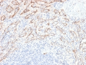 IHC testing of FFPE human spleen with recombinant TNFSF15 antibody (clone VEGI/2052R). Required HIER: boil sections in 10mM Tris with 1mM EDTA, pH9, for 10-20 min followed by cooling at RT for 20 min.