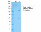 SDS-PAGE analysis of purified, BSA-free recombinant TNFSF15 antibody (clone VEGI/2052R) as confirmation of integrity and purity.