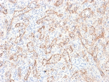 IHC testing of FFPE human spleen with recombinant TL1A antibody (clone rVEGI/1283). Required HIER: boil sections in 10mM Tris with 1mM EDTA, pH9, for 10-20 min followed by cooling at RT for 20 min.~
