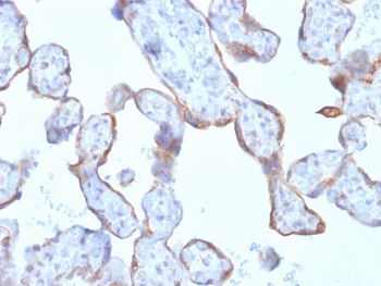 IHC testing of FFPE human placenta with recombinant MMP3 antibody (clone rMMP3/1730). Required HIER: boil tissue sections in pH 9 10mM Tris with 1mM EDTA for 10-20 min followed by cooling at RT for 20 min.~