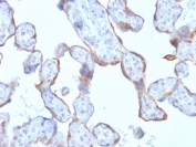 IHC testing of FFPE human placenta with recombinant MMP3 antibody (clone rMMP3/1730). Required HIER: boil tissue sections in pH 9 10mM Tris with 1mM EDTA for 10-20 min followed by cooling at RT for 20 min.