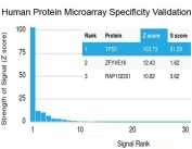 Analysis of HuProt(TM) microarray containing more than 19,000 full-length human proteins using recombinant p53 antibody (clone TP53/2092R). These results demonstrate the foremost specificity of the TP53/2092R mAb. <BR>Z- and S- score: The Z-score represents the strength of a signal that an antibody (in combination with a fluorescently-tagged anti-IgG secondary Ab) produces when binding to a particular protein on the HuProt(TM) array. Z-scores are described in units of standard deviations (SD's) above the mean value of all signals generated on that array. If the targets on the HuProt(TM) are arranged in descending order of the Z-score, the S-score is the difference (also in units of SD's) between the Z-scores. The S-score therefore represents the relative target specificity of an Ab to its intended target. 