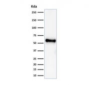 Western blot testing of human HeLa cell lysate with recombinant TP53 antibody (clone rBP53-12). Expetected molecular weight ~53 kDa.