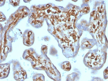 IHC testing of FFPE human placenta tissue with recombinant Moesin antibody (clone rMSN/492). Required HIER: boil tissue sections in pH6, 10mM citrate buffer, for 10-20 min followed by cooling at RT for 20 min.~
