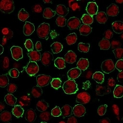 Immunofluorescence staining of human K562 cells with recombinant CD43 antibody (green, clone SPN/2049R) and NucSpot (red).