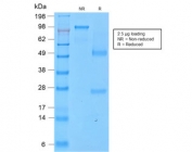 SDS-PAGE analysis of purified, BSA-free recombinant CD43 antibody (clone SPN/2049R) as confirmation of integrity and purity.