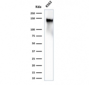 Western blot testing of human K562 cell lysate with recombinant CD43 antibody (clone SPN/2049R). Expected molecular weight 45-135 kDa depending on glycosylation level.