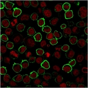 Immunofluorescence staining of human K562 cells with recombinant CD43 antibody (green, clone rSPN/1094) and Reddot nuclear stain (red).