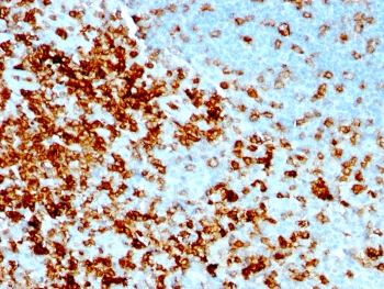 IHC testing of FFPE human tonsil with recombinant CD43 antibody (clone rSPN/1094). Required HIER: boil tissue sections in 10mM citrate buffer, pH 6, for 10-20 min followed by cooling at RT for 20 min.~