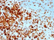 IHC testing of FFPE human tonsil with recombinant CD43 antibody (clone rSPN/1094). Required HIER: boil tissue sections in 10mM citrate buffer, pH 6, for 10-20 min followed by cooling at RT for 20 min.