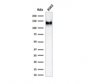 Western blot testing of human K562 cell lysate with recombinant CD43 antibody (clone rSPN/1094). Expected molecular weight: 45-135 kDa depending on glycosylation level.