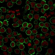 Immunofluorescence staining of human K562 cells with recombinant CD43 antibody (green, clone rSPN/839) and Reddot nuclear stain (red).