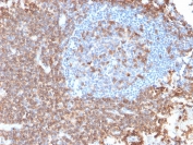 IHC testing of FFPE human lymph node with recombinant CD43 antibody (clone rSPN/839). Required HIER: boil tissue sections in pH 9 10mM Tris with 1mM EDTA for 10-20 min followed by cooling at RT for 20 min.