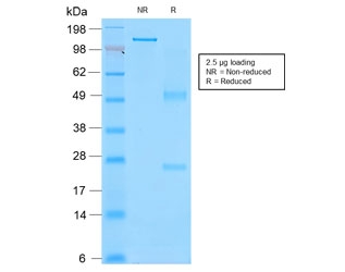SDS-PAGE analysis of purified, BSA-free recombinant CD43 antibody (clone rSPN/839) as confirmation of integrity and purity.