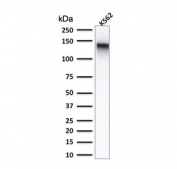Western blot testing of human K562 cell lysate with recombinant CD43 antibody (clone rSPN/839). Expected molecular weight: 45-135 kDa depending on glycosylation level.